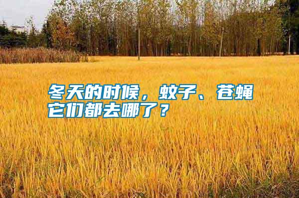 冬天的時候，蚊子、蒼蠅它們都去哪了？
