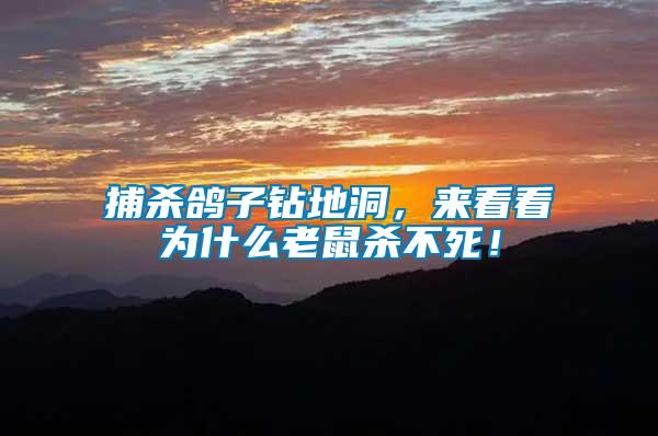 捕殺鴿子鉆地洞，來看看為什么老鼠殺不死！