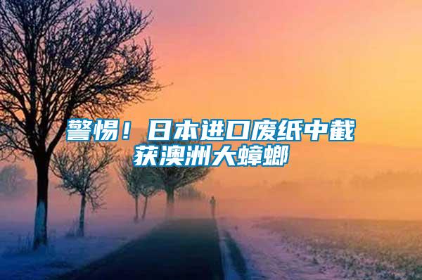 警惕！日本進(jìn)口廢紙中截獲澳洲大蟑螂