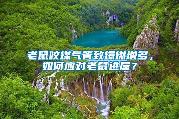 老鼠咬煤氣管致爆燃增多，如何應對老鼠進屋？