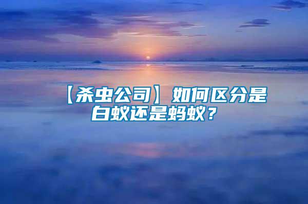 【殺蟲公司】如何區(qū)分是白蟻還是螞蟻？
