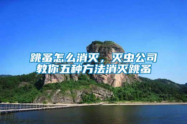 跳蚤怎么消滅，滅蟲公司教你五種方法消滅跳蚤