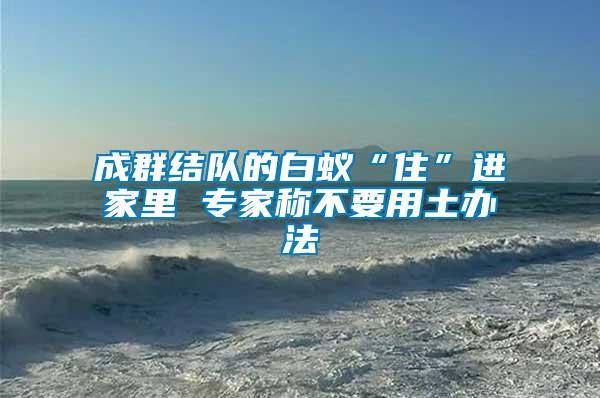成群結(jié)隊(duì)的白蟻“住”進(jìn)家里 專(zhuān)家稱(chēng)不要用土辦法