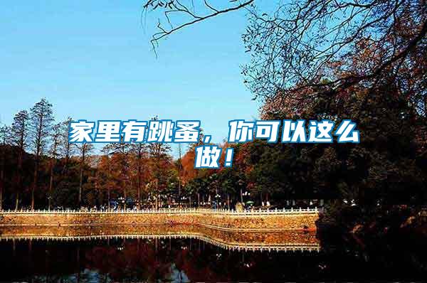家里有跳蚤，你可以這么做！