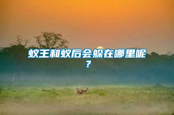 蟻王和蟻后會(huì)躲在哪里呢？
