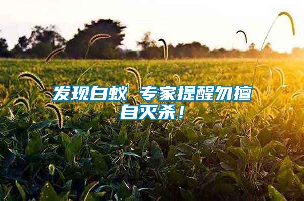 發現白蟻 專家提醒勿擅自滅殺！