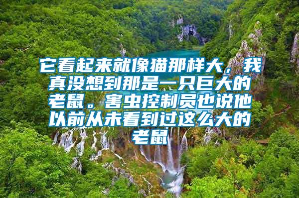它看起來就像貓那樣大，我真沒想到那是一只巨大的老鼠。害蟲控制員也說他以前從未看到過這么大的老鼠