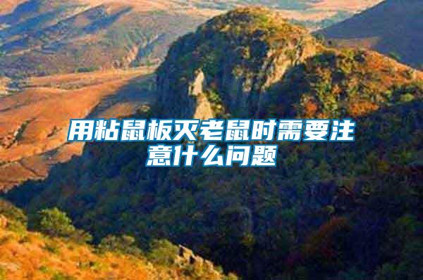 用粘鼠板滅老鼠時(shí)需要注意什么問(wèn)題
