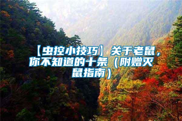 【蟲控小技巧】關于老鼠，你不知道的十條（附贈滅鼠指南）