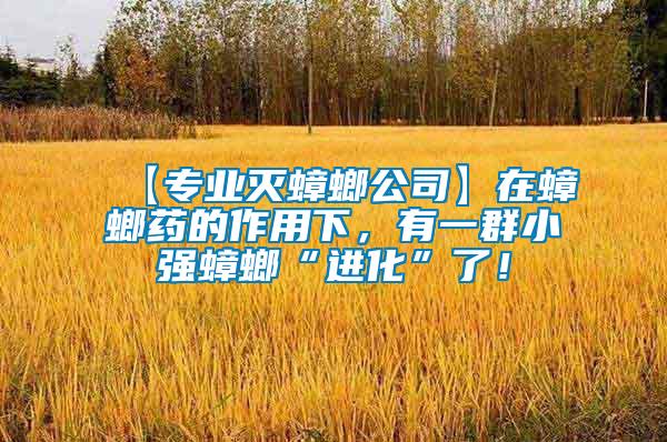 【專業滅蟑螂公司】在蟑螂藥的作用下，有一群小強蟑螂“進化”了！
