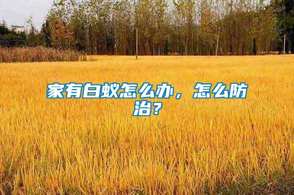 家有白蟻怎么辦，怎么防治？