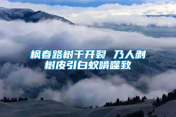楓春路樹(shù)干開(kāi)裂 乃人剝樹(shù)皮引白蟻啃噬致