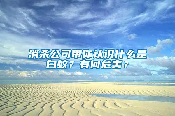 消殺公司帶你認識什么是白蟻？有何危害？