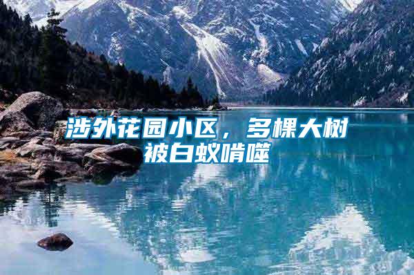 涉外花園小區(qū)，多棵大樹被白蟻啃噬