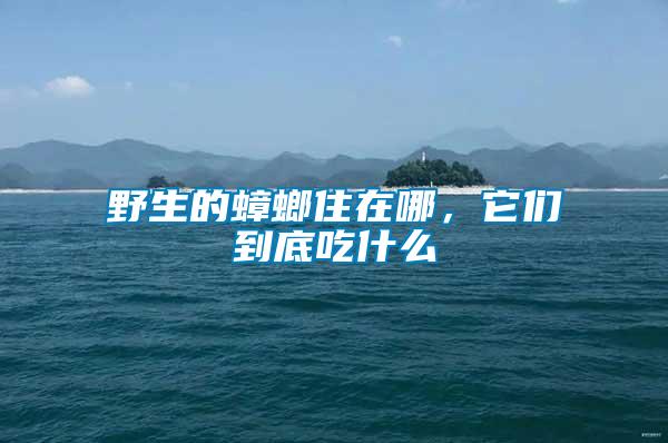 野生的蟑螂住在哪，它們到底吃什么