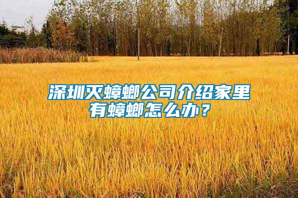 深圳滅蟑螂公司介紹家里有蟑螂怎么辦？