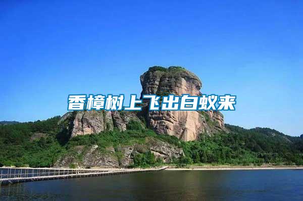 香樟樹上飛出白蟻來(lái)
