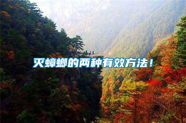 滅蟑螂的兩種有效方法！