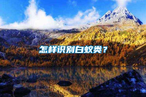 怎樣識(shí)別白蟻類？