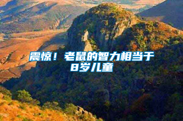 震驚！老鼠的智力相當于8歲兒童