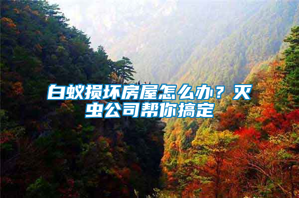 白蟻損壞房屋怎么辦？滅蟲公司幫你搞定