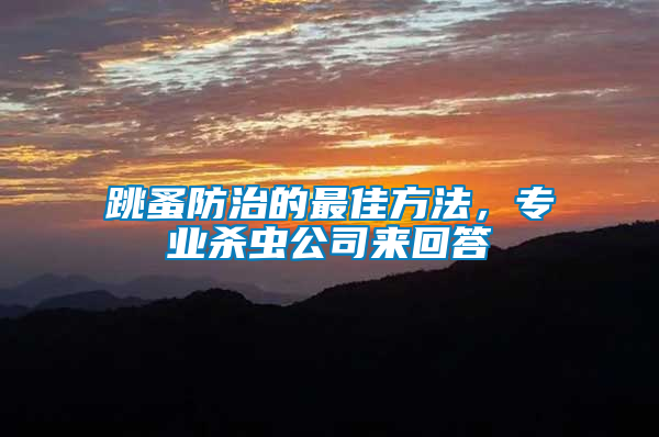 跳蚤防治的最佳方法，專業殺蟲公司來回答
