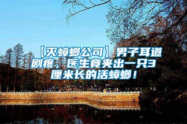 【滅蟑螂公司】男子耳道劇疼，醫生竟夾出一只3厘米長的活蟑螂！
