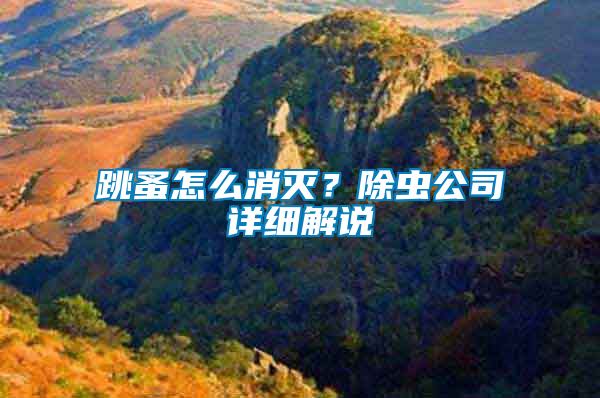 跳蚤怎么消滅？除蟲公司詳細(xì)解說